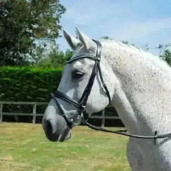 A white horse wearing a sleek rhinegold italian leather anatomical bridle with flash noseband in black