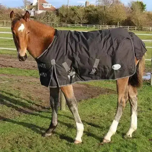 Black rhinegold konig foal 200g medium weight turnout rug with gray trim and adjustable straps for foals