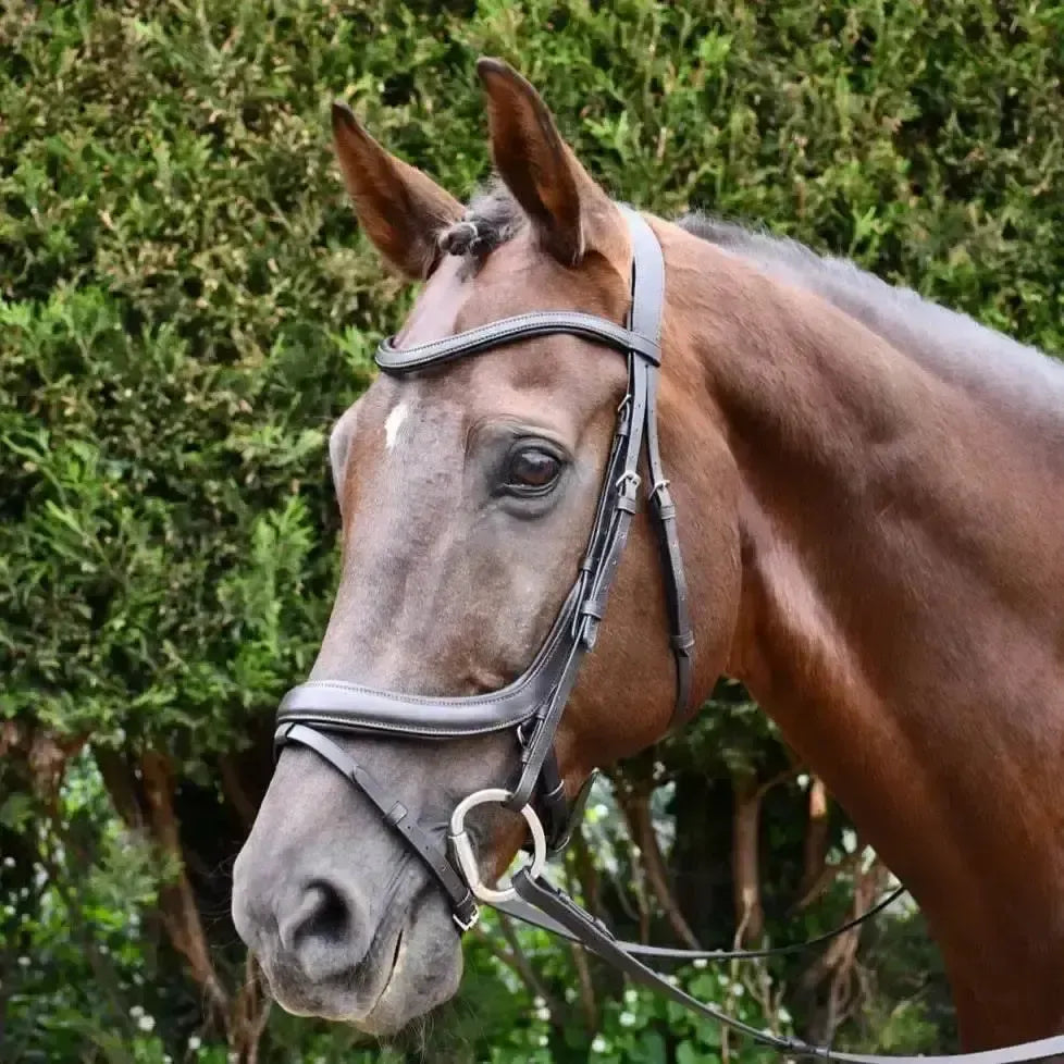 Rhinegold Leather Pro-Anatomical Bridle Havana Cob Bridles