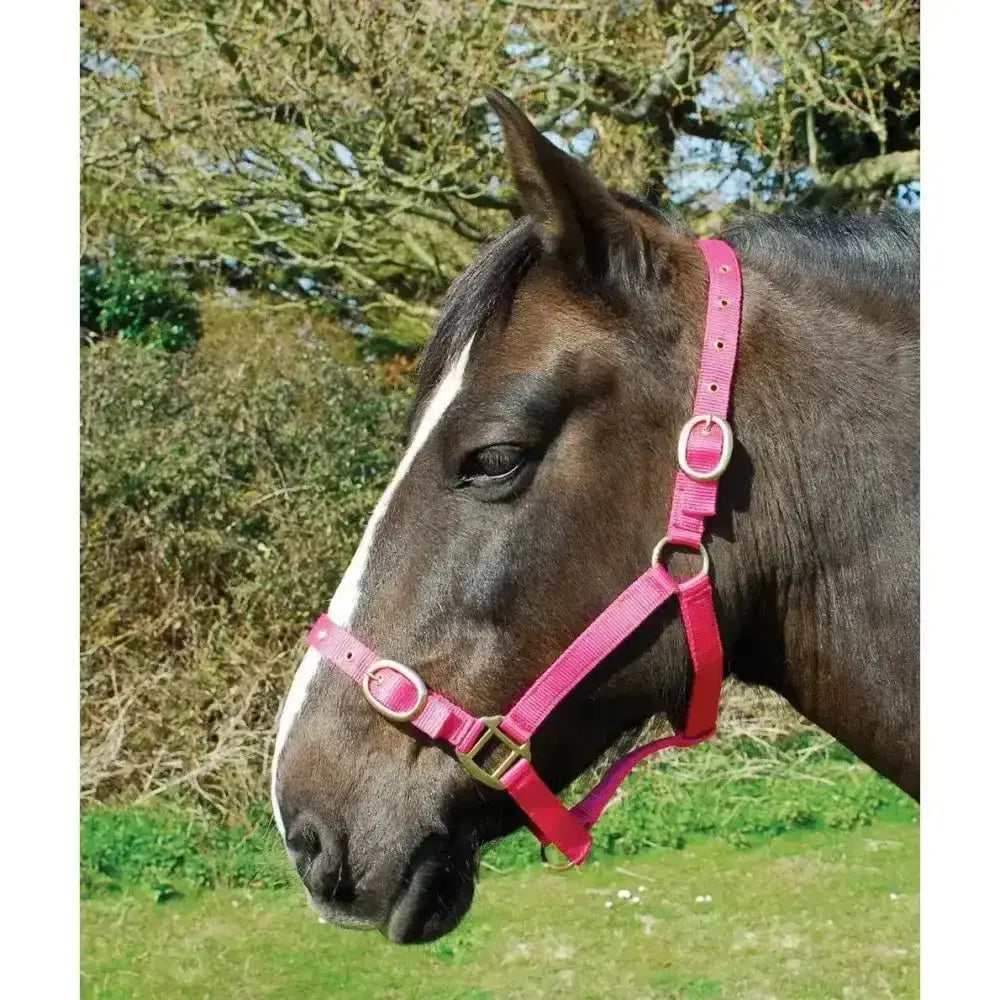 A vibrant pink leather horse halter with silver buckles perfect for rhinegold nylon headcollars and leadropes