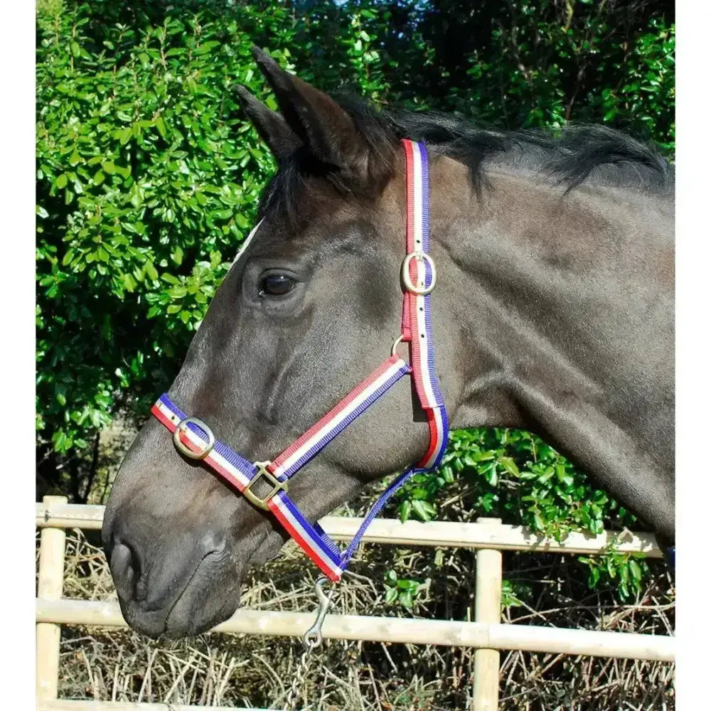 Red white and blue striped rhinegold nylon headcollar with silver buckles double layer nylon headcollars