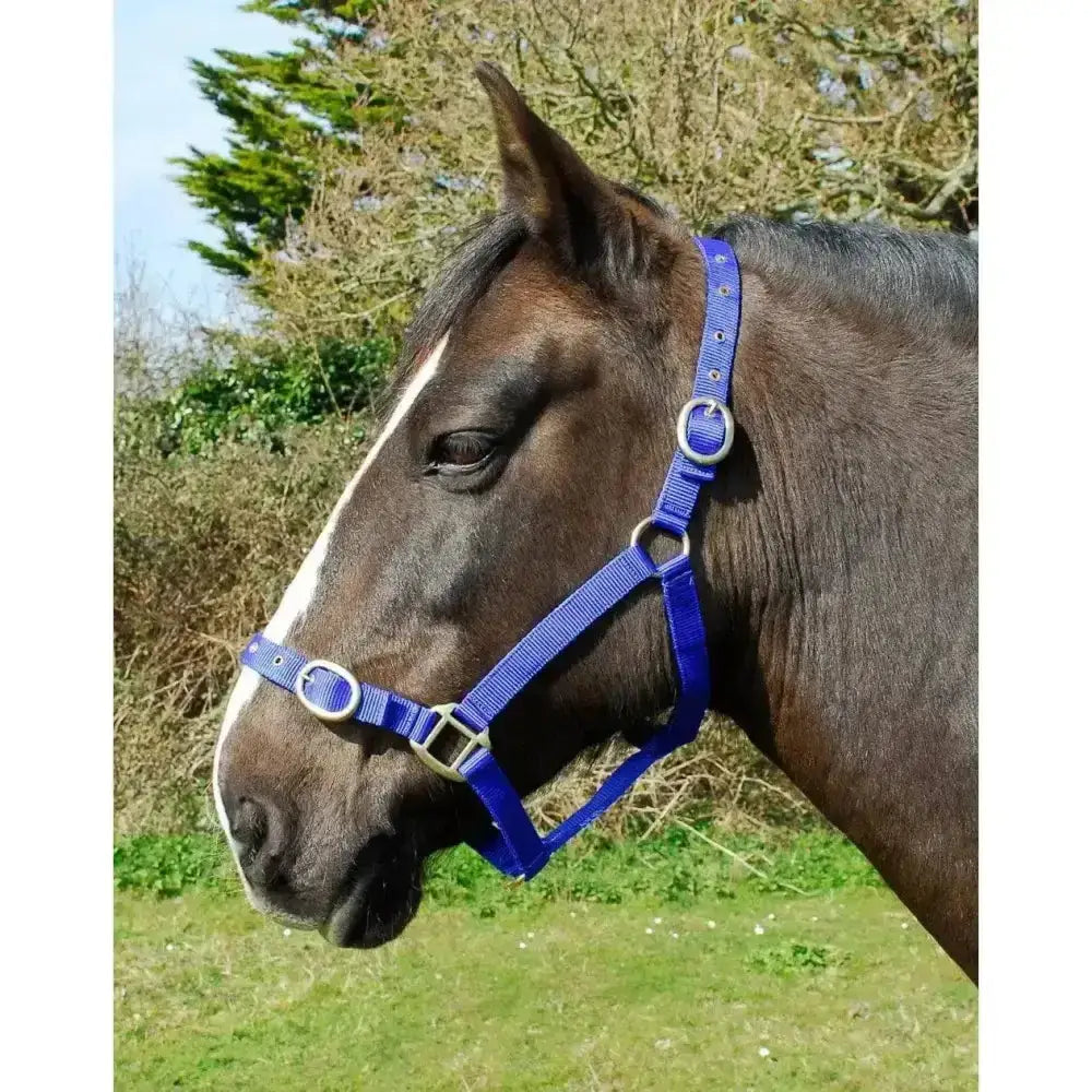 Bright blue rhinegold nylon headcollar with silver buckles and rings made from double layer nylon for durability
