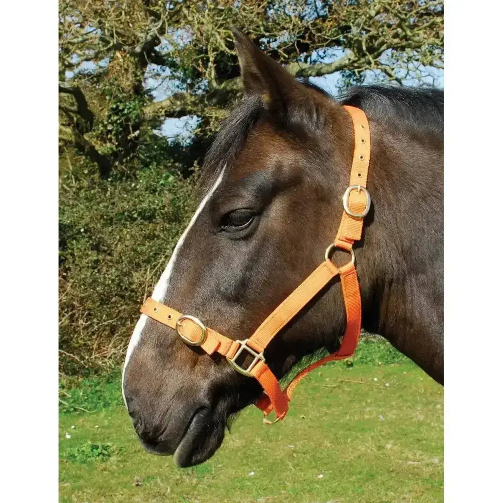 Orange leather horse halter with brass buckles featured with rhinegold nylon headcollars double layer nylon headcollars