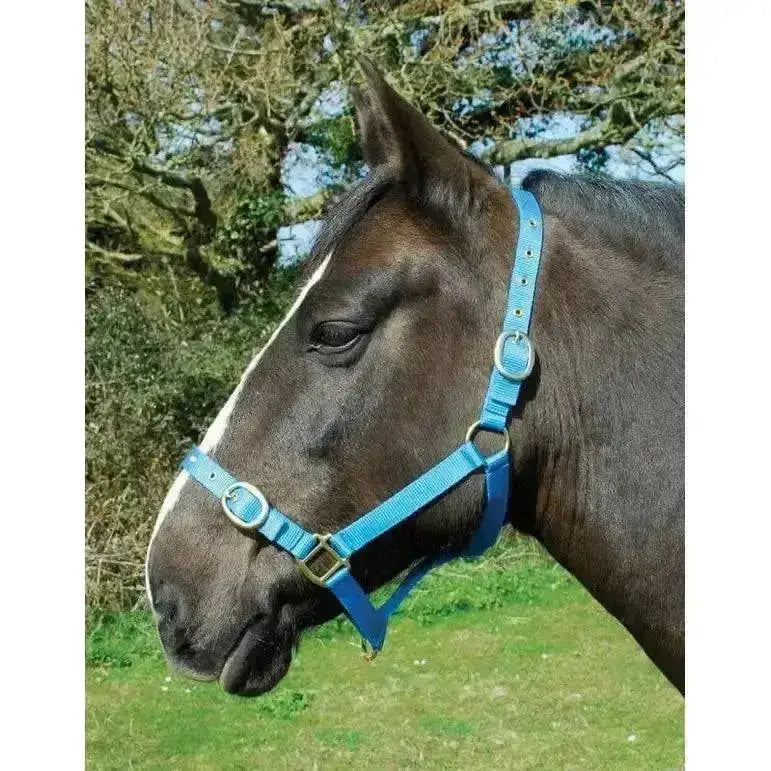 Bright blue rhinegold nylon headcollars with silver buckles made from durable double layer nylon for comfortable wear