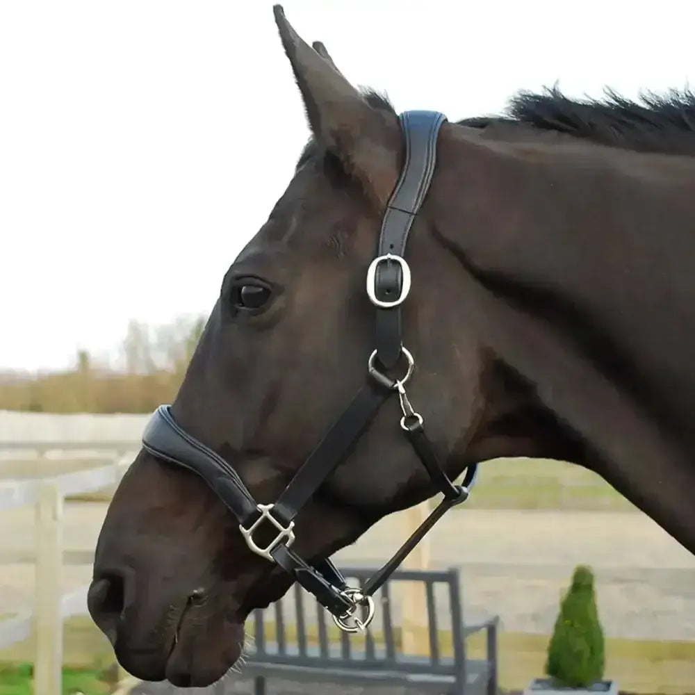 Black leather cushioned softee leather pro-anatomical headcollar by rhinegold softee pro-anatomical with silver buckles