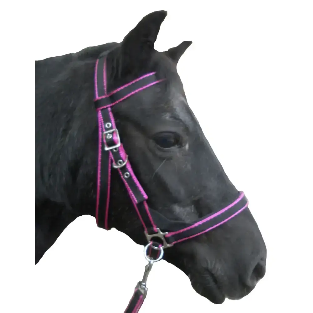 Scawbrig Bitless Bridle Navy/Red Small Pony