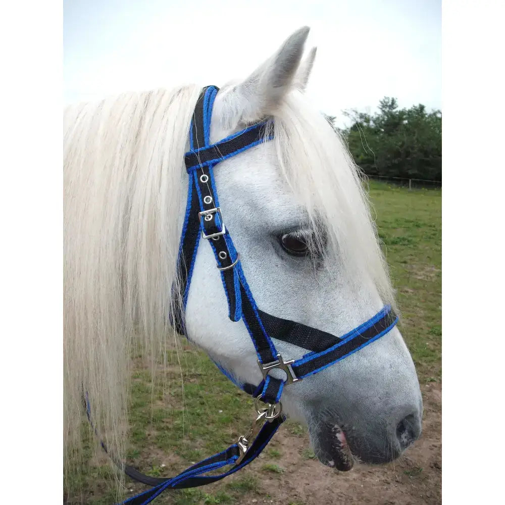 Blue and black scawbrig bitless bridle with silver metal buckles and cheek pieces for small pony use