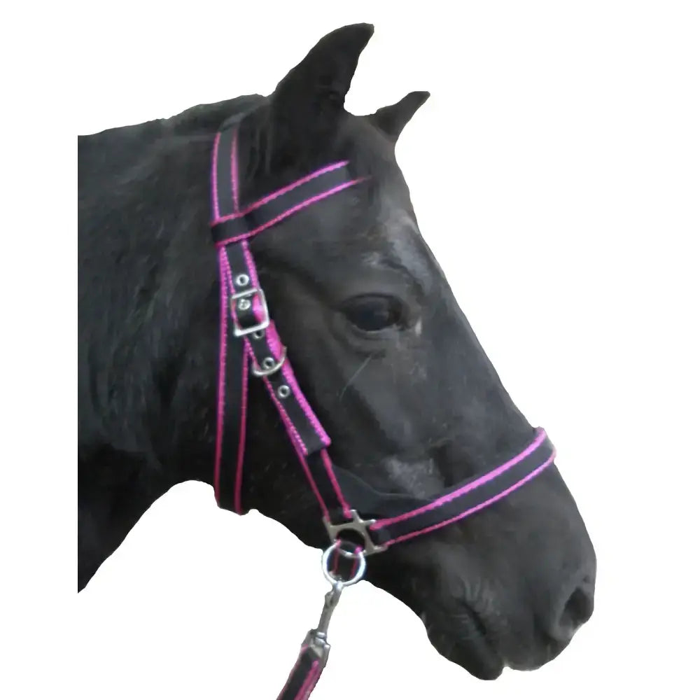 Pink and black striped scawbrig bitless bridle cheek pieces with silver hardware for small pony use