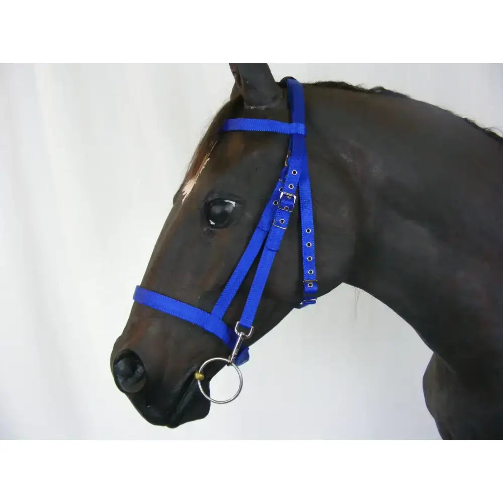 Bright blue synthetic schooling bridle with adjustable bridle strap and silver trigger clip cheek buckle