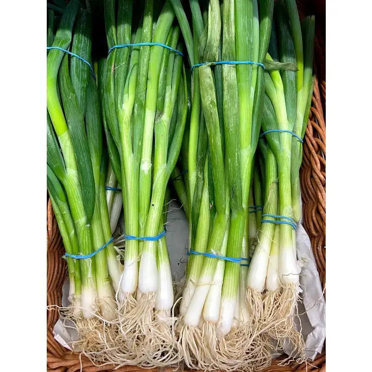 Bundles of fresh spring onions with white bulbs and long green stalks tied with blue rubber bands for cooking use