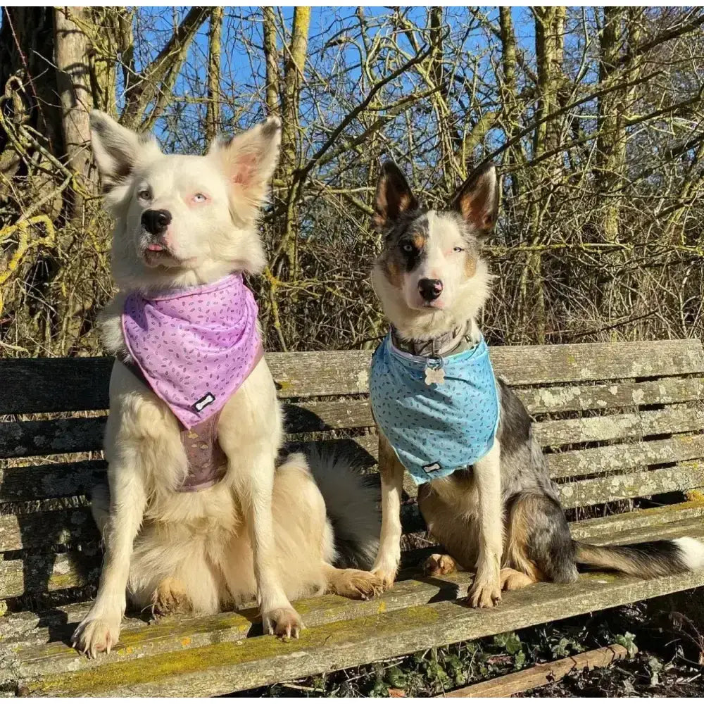 Two dogs wear sprinkles for days cooling bandana in pink with cooling fabric for all day comfort and days cooling use