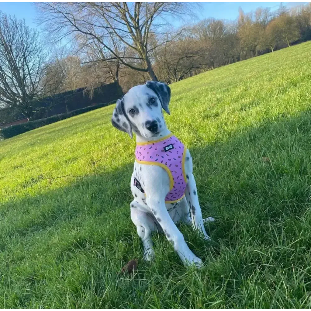 Sprinkles for Days reversible harness XS Pet Products