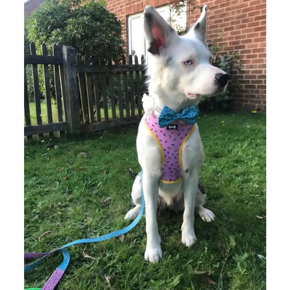 A white dog wearing a sprinkle print reversible dog harness with yellow trim and a blue bow tie, shown front side