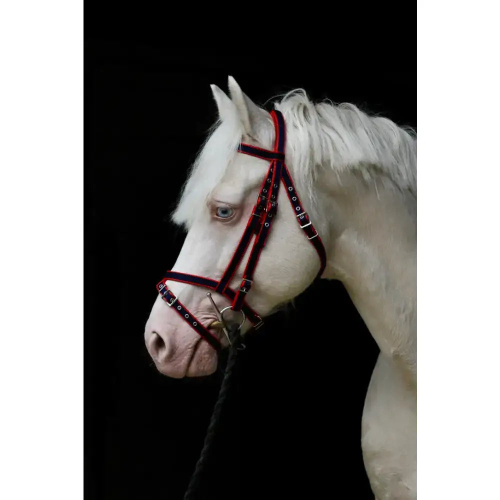 A white horse wearing a standard bridle with a double thickness red and black leather cavesson noseband and silver buckle fittings