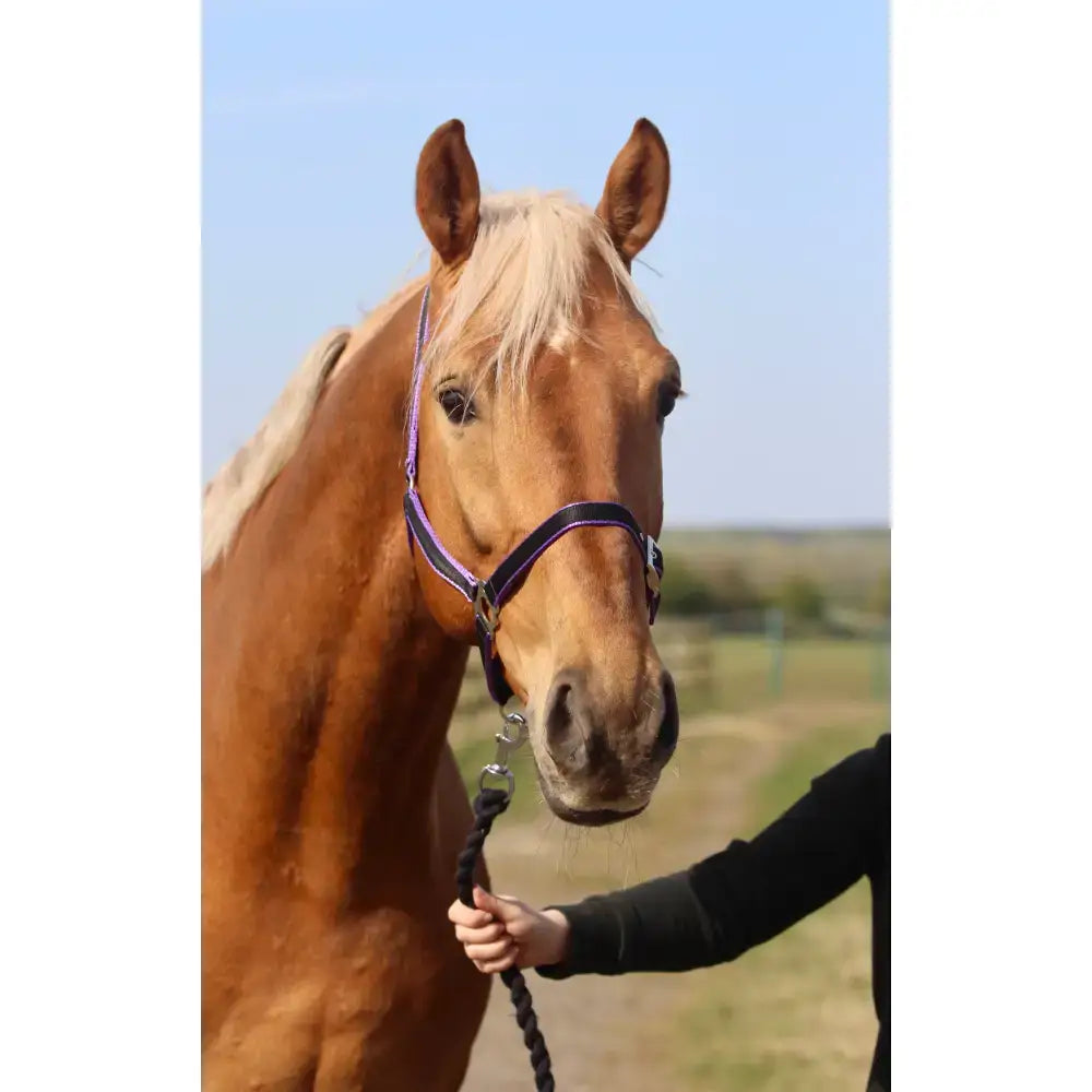 A light brown horse wearing a purple and black small pony standard headcollar made from soft webbing with triple thickness