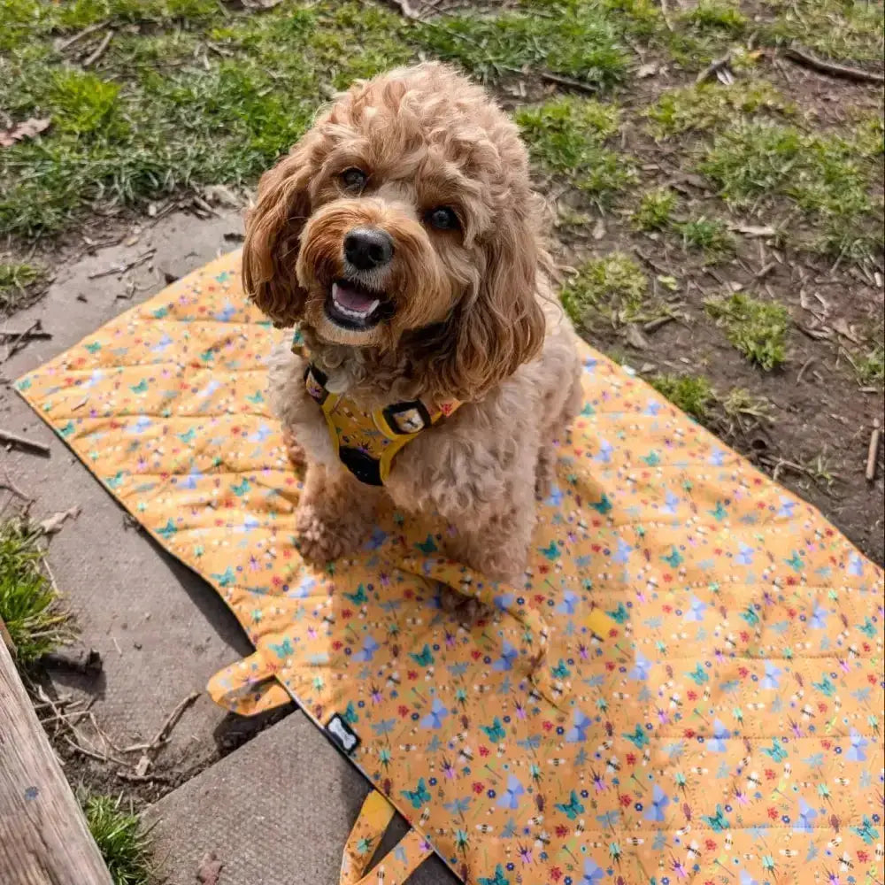 A fluffy light brown poodle sits on a colorful summer buzzin dog lightweight waterproof settle mat with butterfly patterns