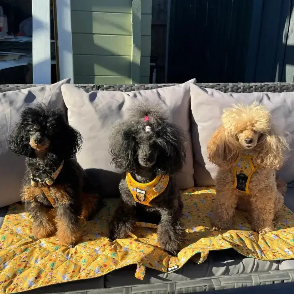 Three poodles sit on a yellow floral summer buzzin dog lightweight waterproof settle mat perfect for travel
