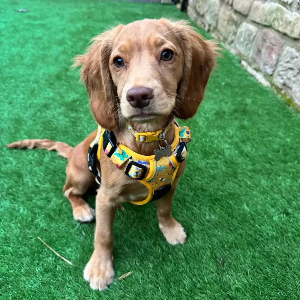 Yellow insect print buzzin tactical dog harness with adjustable straps metal buckles and playful tropical design