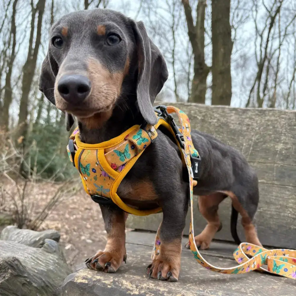 A dachshund wearing a yellow insect print buzzin tactical dog harness with colorful butterflies and matching leash