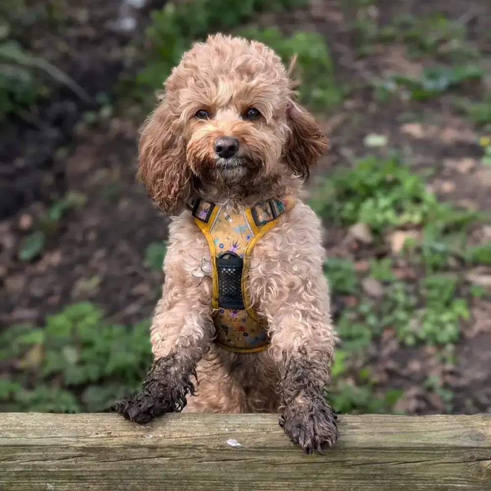 A fluffy light brown poodle wearing a yellow insect print buzzin tactical dog harness with colorful floral patterns