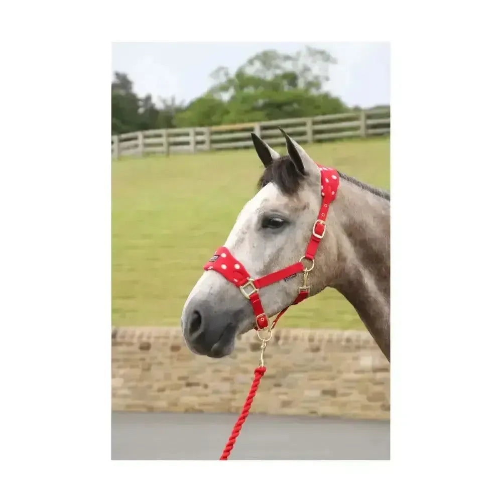 Supreme Products Dotty Fleece Head Collar & Lead Rope Beautiful Blue Small Pony Headcollar Sets