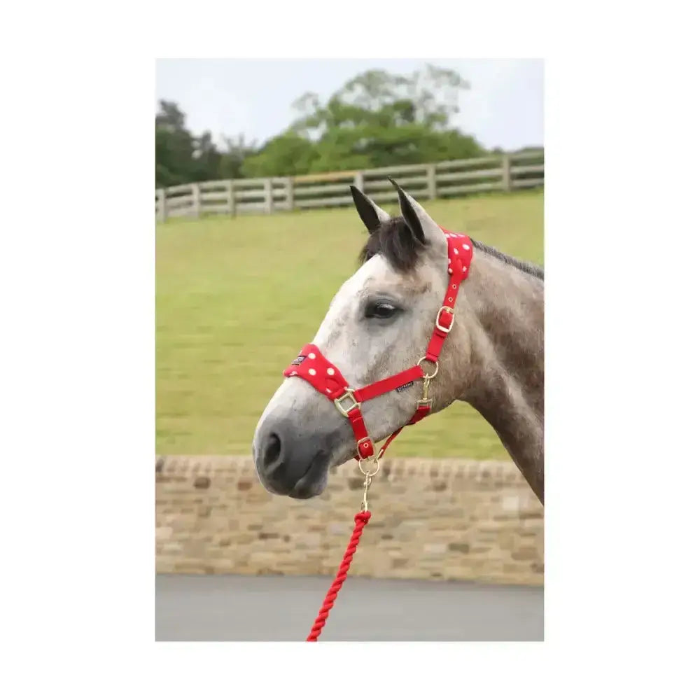 Red polka dot supreme products dotty fleece head collar with gold hardware and matching red lead rope