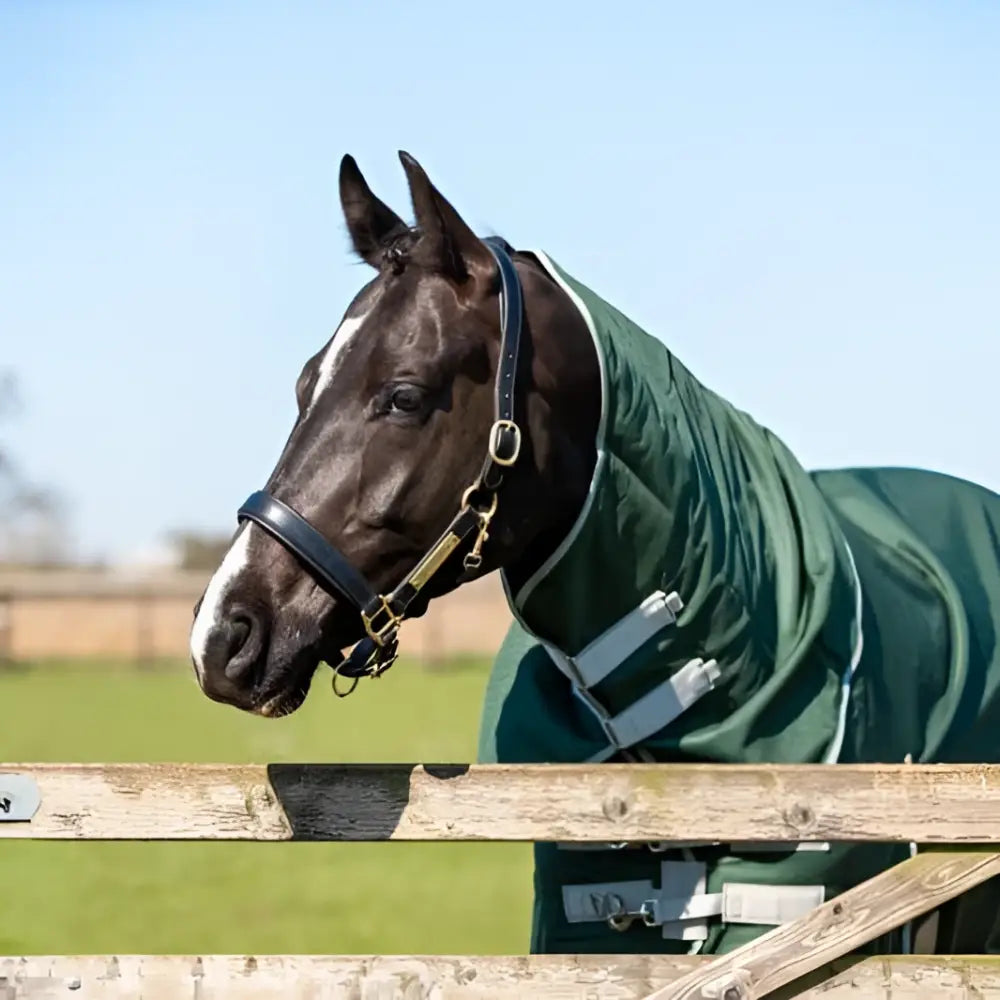 Dark brown horse wearing a hunter green swish 300g detachable neck turnout rug with reflective strips and leather bridle