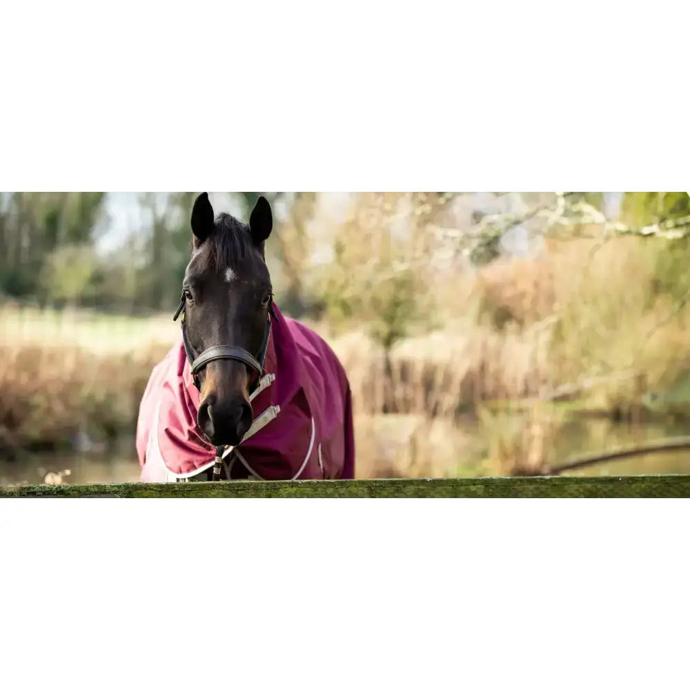 A dark brown horse wearing a swish 50g detachable neck turnout rug in burgundy with 1200d outer and white straps