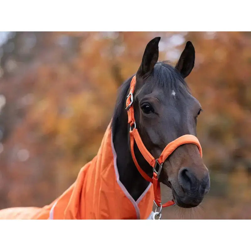 A black horse wearing an orange fleece padded head collar with quick release webbing and matching ropes