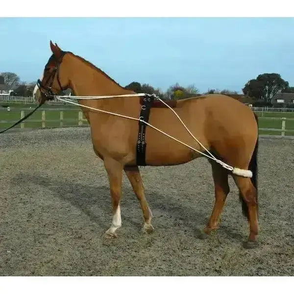 Brown horse wearing black harness with white ropes in training lunging system rope and roller by rhinegold to build muscle tone