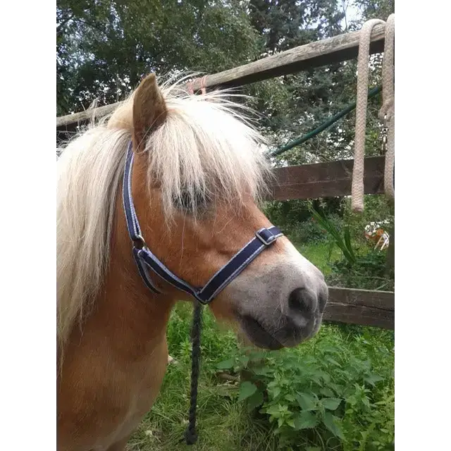 Treby Headcollar Blue Mini