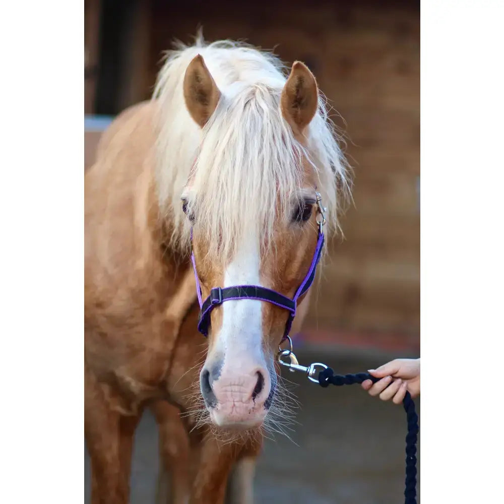 A light brown horse wearing a treby headcollar with sliding nose and trigger clips in purple color