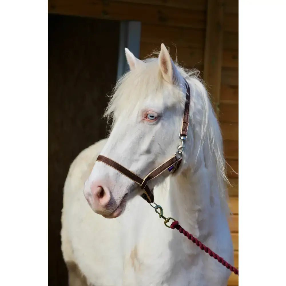 A white horse with light blue eyes wearing a brown leather treby headcollar with sliding nose and trigger clips