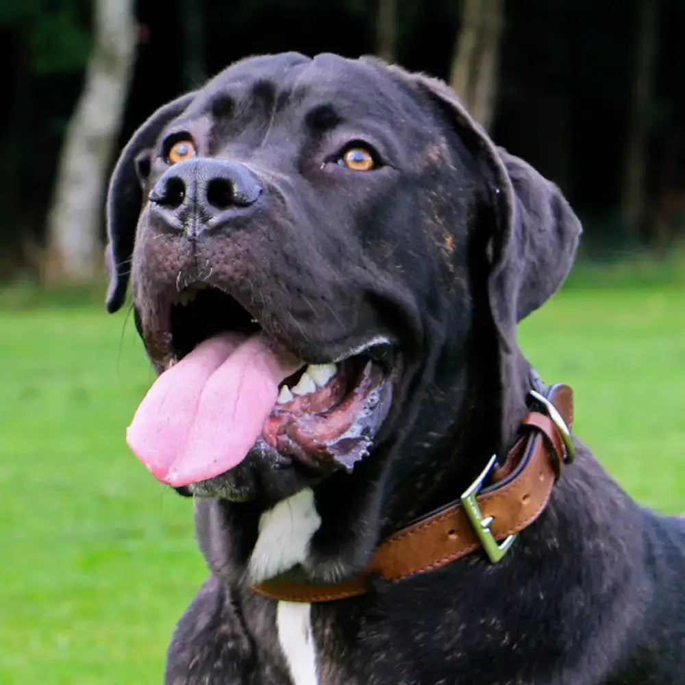 A black and brindle cane corso wearing a vintage padded leather collar in brown from a tack shop