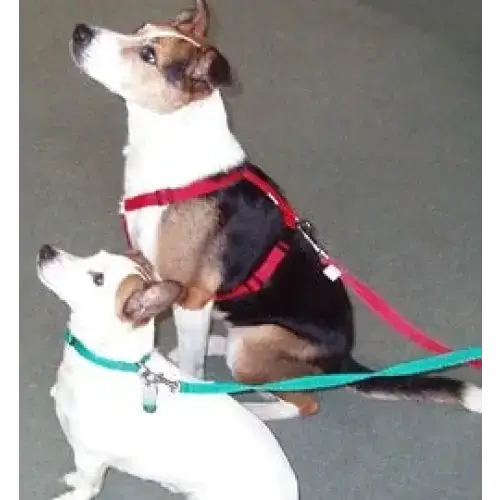 Webbing Dog Harness Small Red