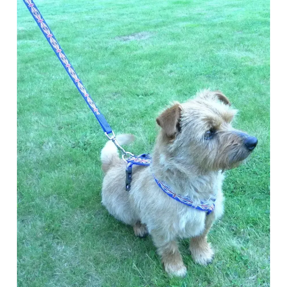 Webbing Dog Harness Small Red