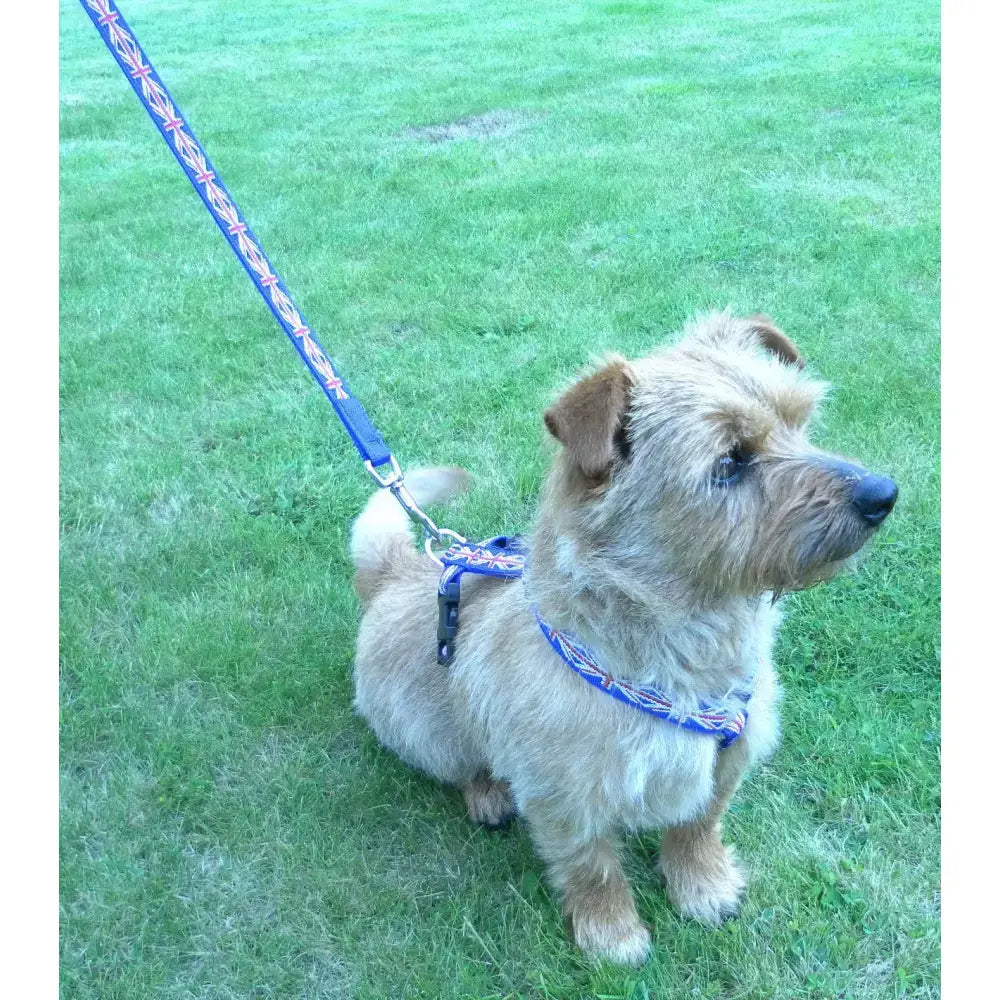 Small scruffy tan dog wearing blue webbing dog harness with union jack pattern made of double thickness polypropylene and plastic sliders