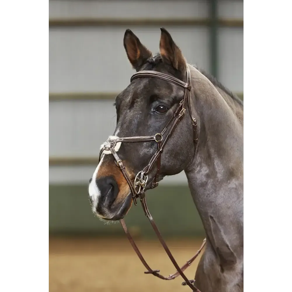 Whitaker Bp052 Valencia 5 Point Breastplate Havana Cob Light Havana 5 Point Breastplates