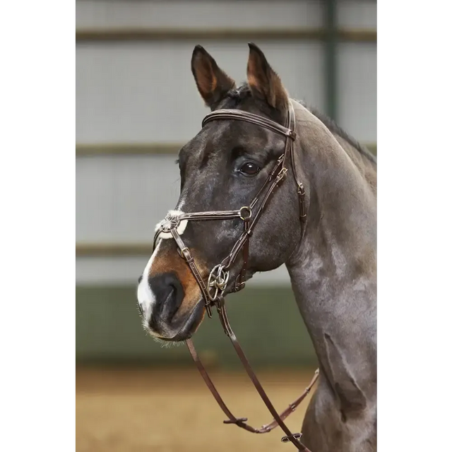 Whitaker Bp052 Valencia 5 Point Breastplate Havana Cob Light Havana 5 Point Breastplates