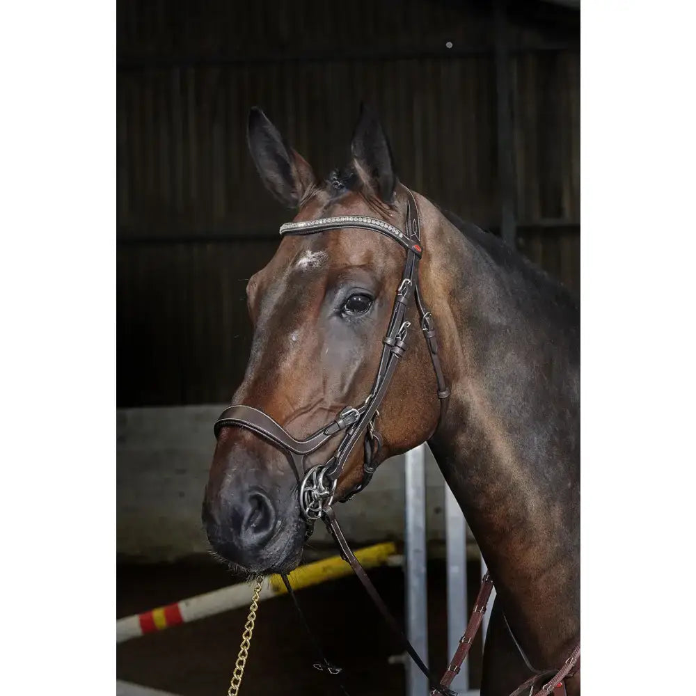 Brown horse wearing whitaker br070 chicago anatomic bridle with silver hardware and havana reins with rhinestones