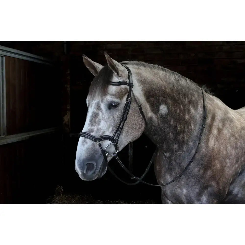 A dapple gray horse wearing a whitaker br103 stockholm anatomic bridle black with leather and silver hardware