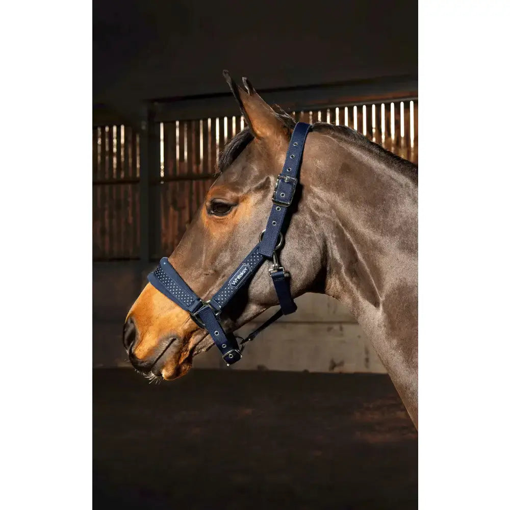 Navy blue leather horse halter whitaker hc061 san francisco with silver hardware and dotted pattern san francisco headcollar navy