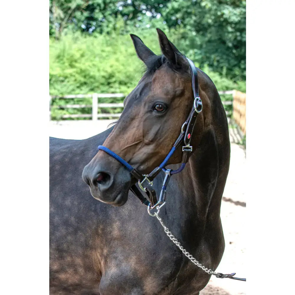A sleek black horse wearing a whitaker hc065 raywell soft rope headcollar in brown and navy with metal hardware