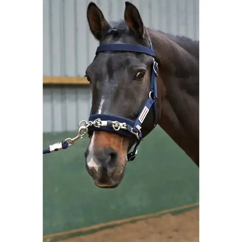 Navy blue horse halter whitaker lunge cavesson navy cob with silver metal hardware and white side label