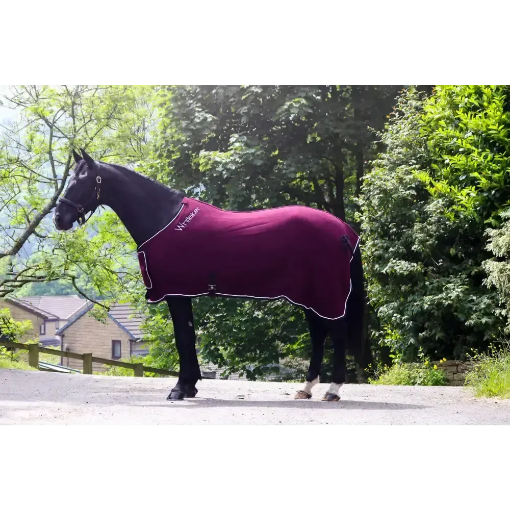 Whitaker R160 Club Show Rug Burgundy 5'9" Burgundy Show Rugs