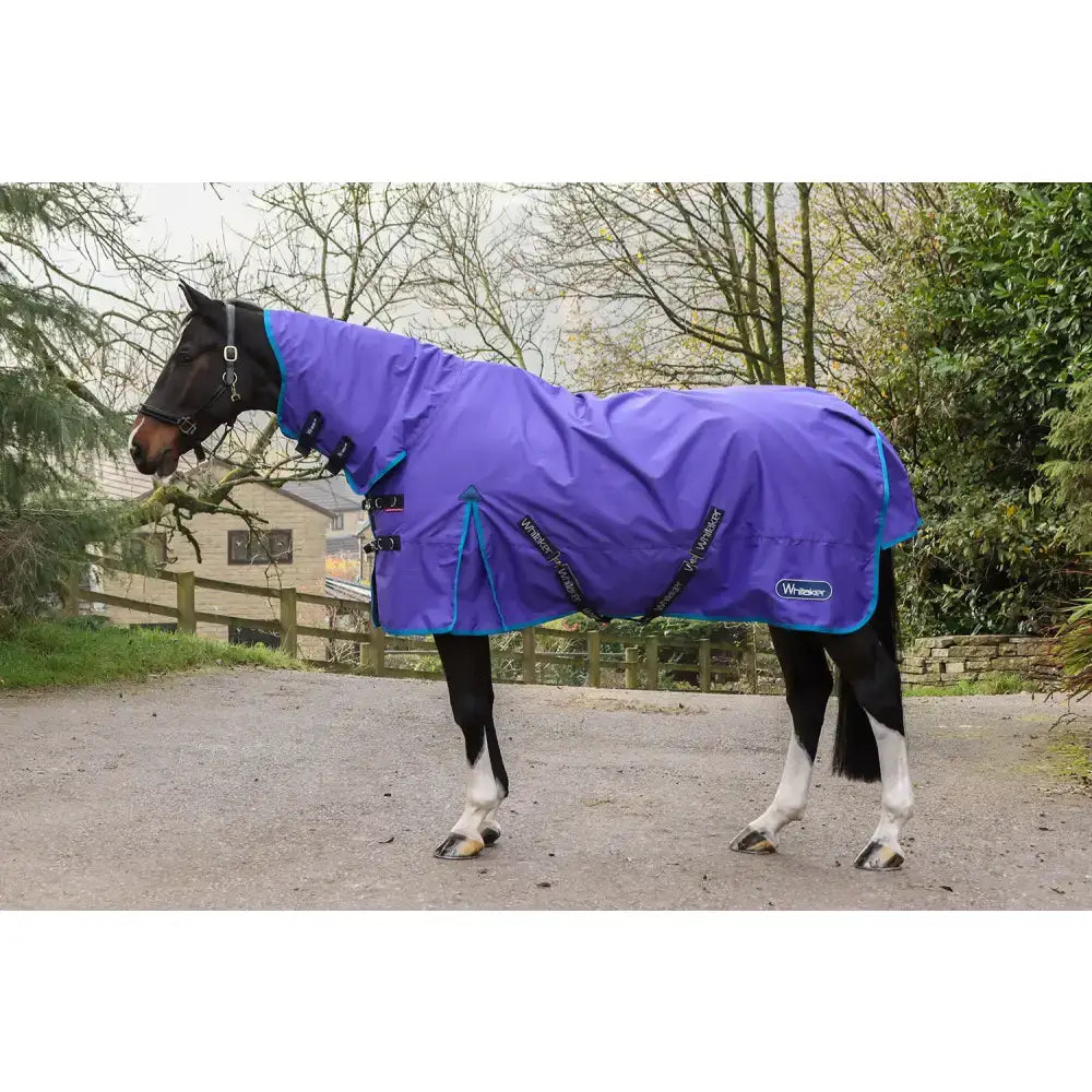 Vibrant purple and teal whitaker r441 rastrick fixed neck turnout rug purple with black straps and wise branding on side