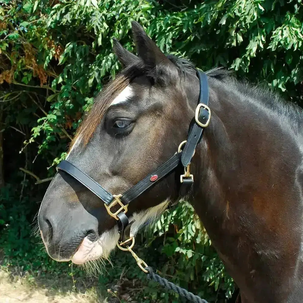 Black leather windsor equestrian leather collar with gold buckles and noseband adjustment for horses