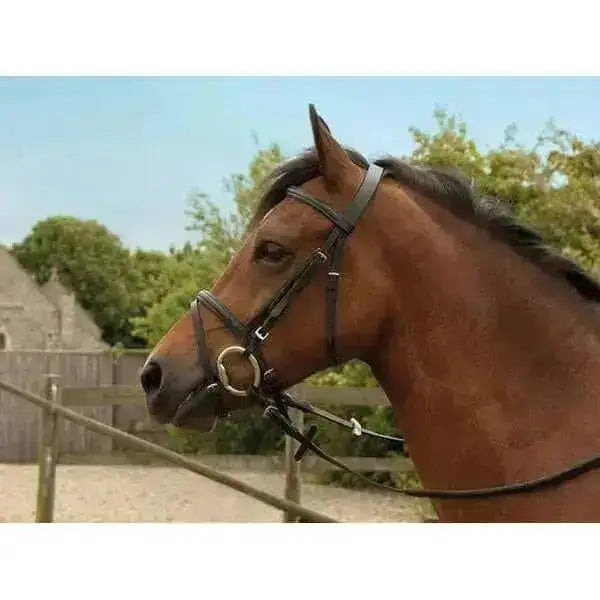 Brown horse wearing a windsor leather bridle with flash nosebands and a raised browband in black leather