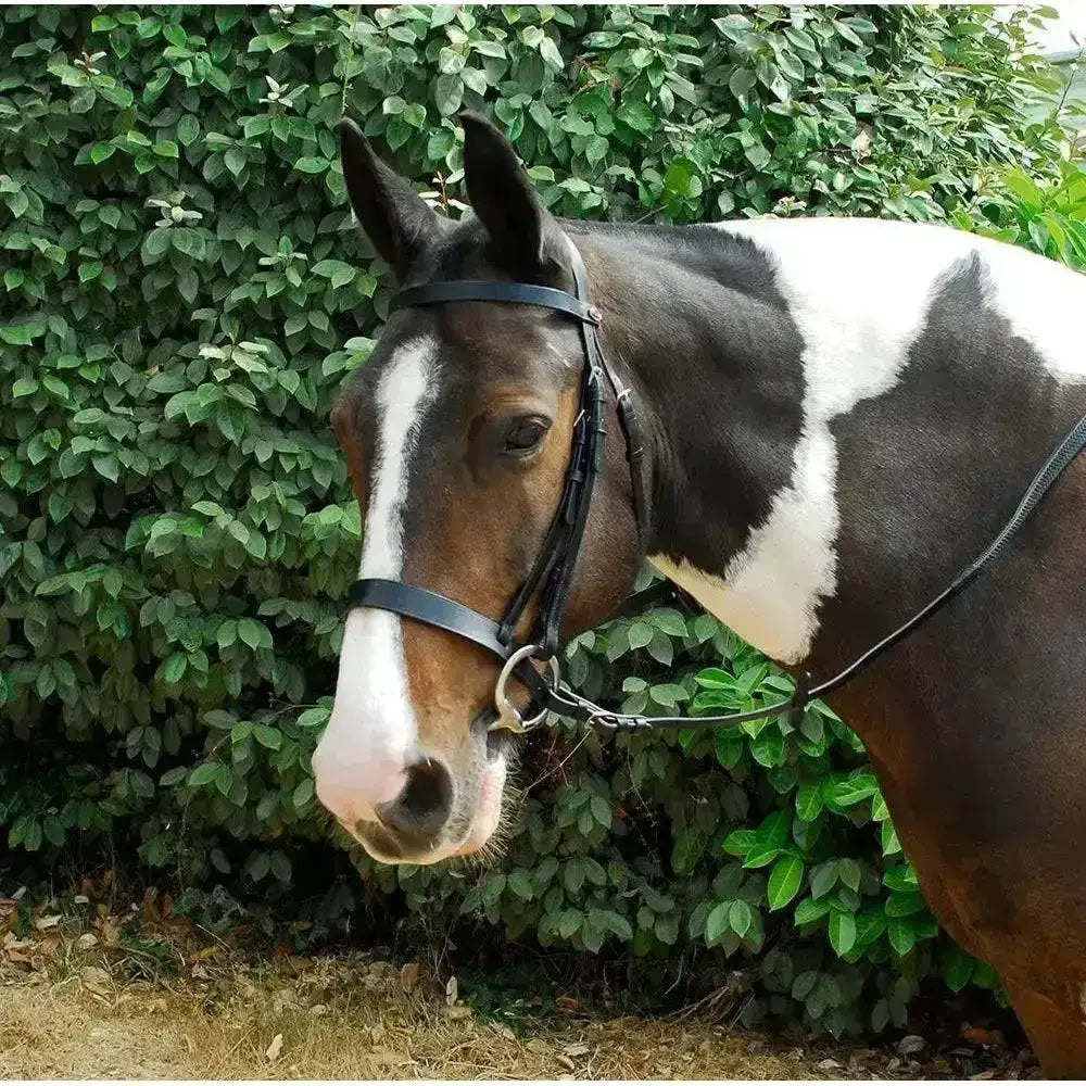 Black leather windsor leather hunter bridle with metal buckle and hunter bridle cavesson noseband details