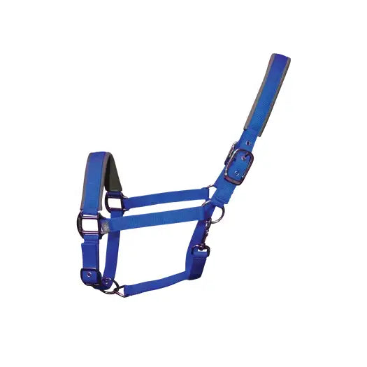 Blue leather horse halter with silver hardware featuring woof wear contour and long-lasting performance neoprene